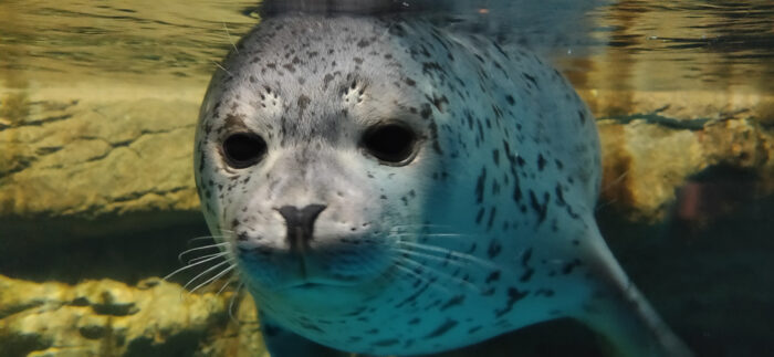 浅虫水族館 ゴマフアザラシ