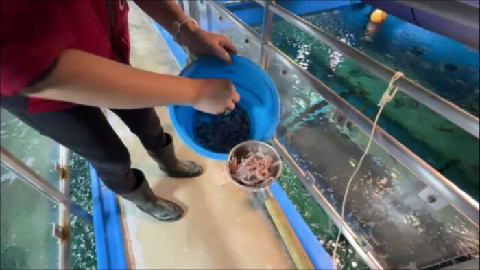 浅虫水族館 トンネル水槽エサやり