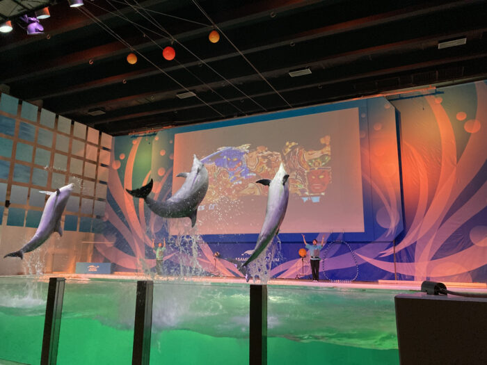 浅虫水族館 イルカパフォーマンス