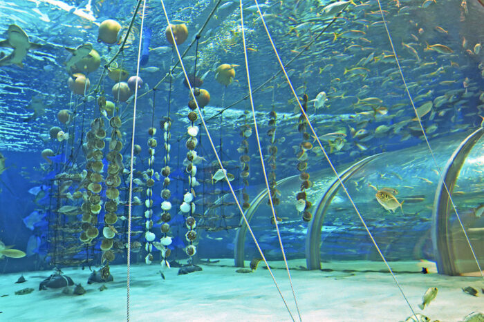 浅虫水族館 トンネル水槽②