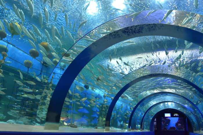 浅虫水族館 トンネル水槽①