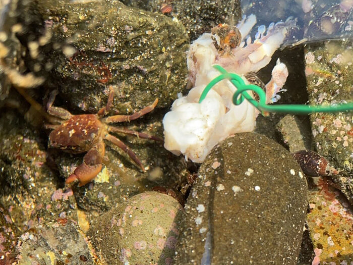 黄金岬海浜公園 磯ガニ